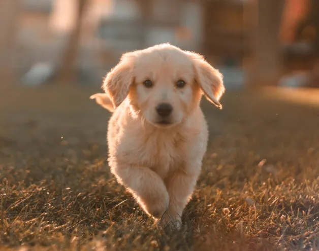 Higiene urbana frente a mascotas